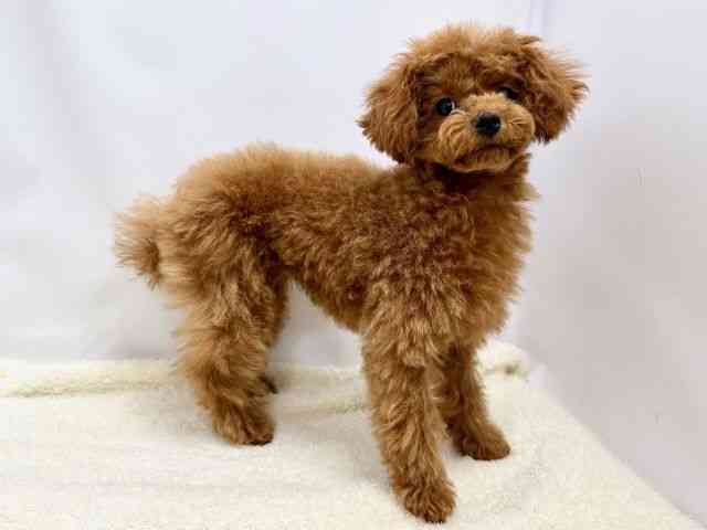 広島県のトイプードル(トイ) (ひごペットフレンドリーゆめタウン廿日市店/2025年10月15日生まれ/女の子/レッドフォーン)の子犬の2枚目の画像