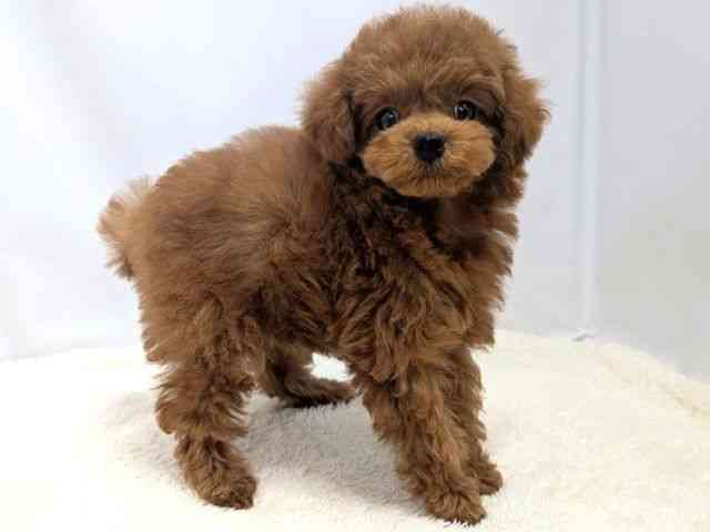 広島県のトイプードル(トイ) (ひごペットフレンドリーゆめタウン廿日市店/2025年10月15日生まれ/女の子/レッドフォーン)の子犬の2枚目の画像