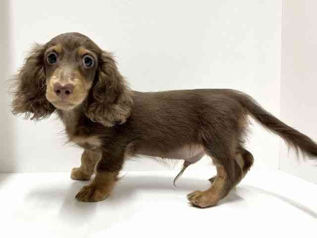 愛知県のカニンヘンダックスフンド(ロング) (ひごペットフレンドリーららぽーと名古屋みなとアクルス店/2025年10月19日生まれ/男の子/チョコレートタン)の子犬の2枚目の画像