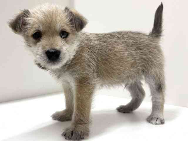 愛知県のハーフ犬・ミックス犬 (ひごペットフレンドリーららぽーと名古屋みなとアクルス店/2025年10月19日生まれ/男の子/赤)の子犬の2枚目の画像