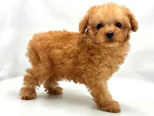 大阪府のトイプードル(トイ) (ひごペットフレンドリー東淀川店/2025年10月18日生まれ/男の子/アプリコット)の子犬の2枚目の画像