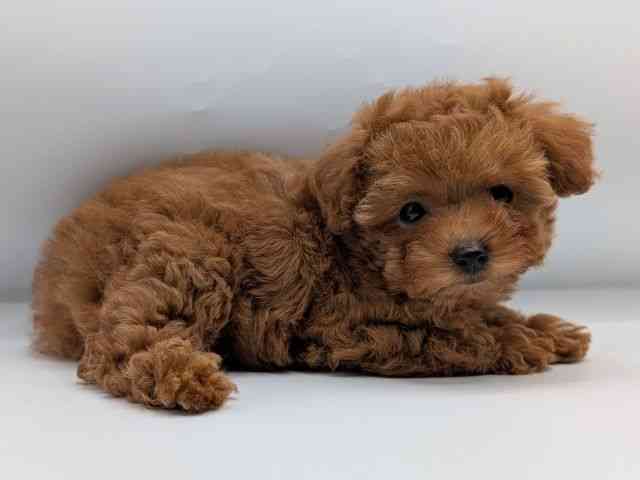 香川県のトイプードル(トイ) (ひごペットフレンドリーゆめタウン高松店/2025年10月18日生まれ/女の子/レッド)の子犬の2枚目の画像