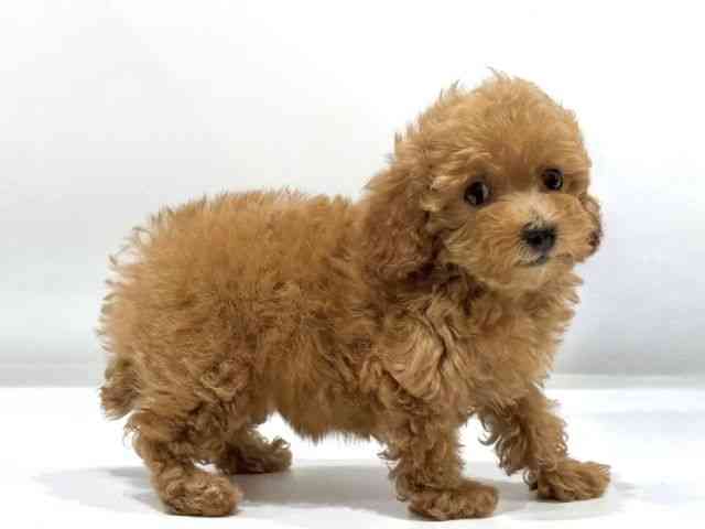 愛知県のトイプードル(トイ) (ひごペットフレンドリーヴィアモール アピタ江南西店/2025年10月19日生まれ/女の子/レッド)の子犬の2枚目の画像