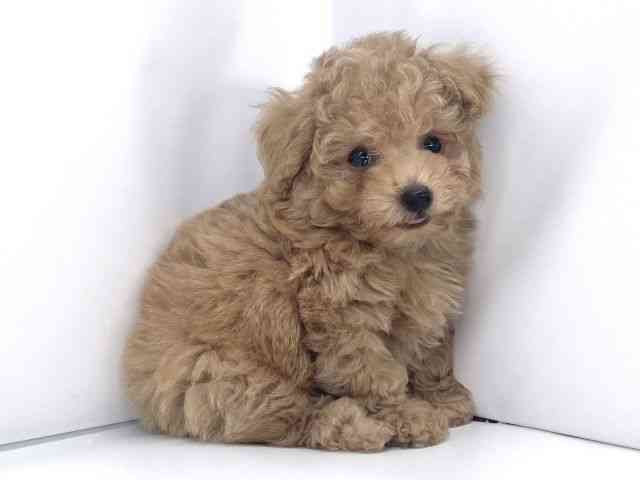 兵庫県のトイプードル(トイ) (ひごペットフレンドリーイオンタウン加古川店/2025年10月19日生まれ/男の子/アプリコット)の子犬の2枚目の画像