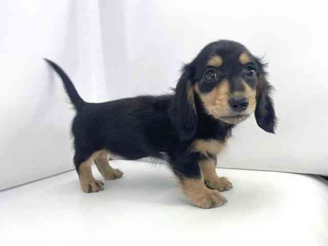 兵庫県のミニチュアダックスフンド(ロング) (ひごペットフレンドリーイオンタウン加古川店/2025年10月19日生まれ/女の子/ブラックイエロー)の子犬の2枚目の画像