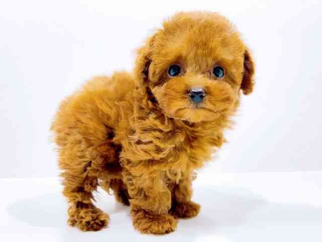 広島県のトイプードル(トイ) (ひごペットフレンドリーフジグラン神辺店/2025年10月20日生まれ/女の子/レッド)の子犬の2枚目の画像