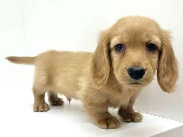 兵庫県のミニチュアダックスフンド(ロング) (ひごペットフレンドリーブルメールHAT神戸店/2025年10月18日生まれ/男の子/クリアレッド)の子犬の2枚目の画像