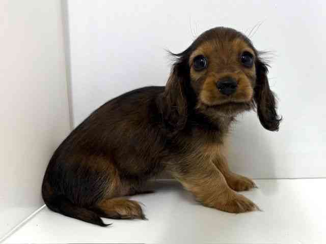 大阪府のミニチュアダックスフンド(ロング) (ひごペットフレンドリーベルファⅡ都島店/2025年10月18日生まれ/男の子/レッド)の子犬の2枚目の画像