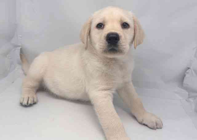鳥取県のラブラドールレトリーバー (ひごペットフレンドリーイオンモール鳥取北店/2025年10月12日生まれ/男の子/イエロー)の子犬の2枚目の画像