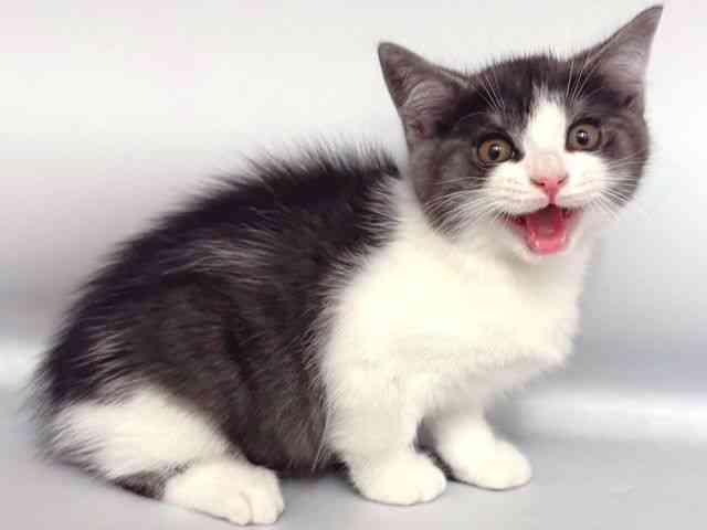 大阪府のスコティッシュフォールド (ひごペットフレンドリー岸和田店/2025年10月16日生まれ/男の子/ブラックスモークホワイト)の子猫の2枚目の画像