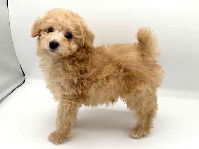 京都府のトイプードル(トイ) (ひごペットフレンドリーイオンモール高の原店/2025年10月18日生まれ/男の子/アプリコット)の子犬の2枚目の画像