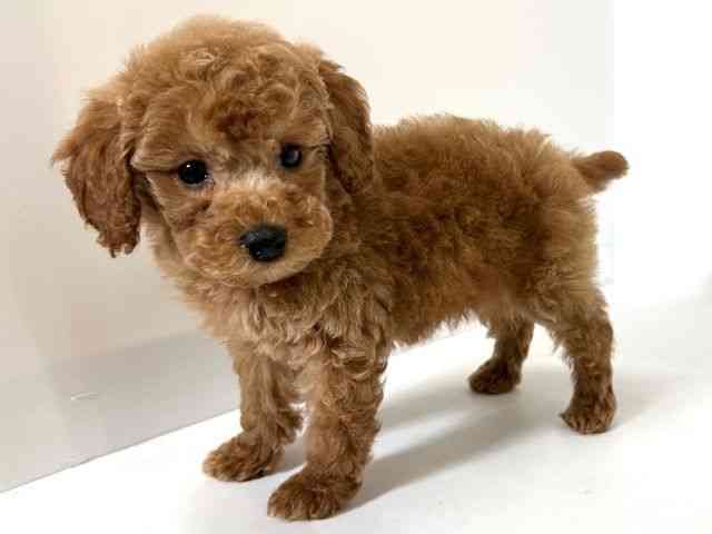 大阪府のトイプードル(トイ) (ひごペットフレンドリーアクロスプラザ住之江店/2025年10月15日生まれ/女の子/アプリコット)の子犬の2枚目の画像