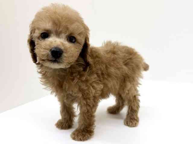 兵庫県のトイプードル(トイ) (ひごペットフレンドリーブルメールHAT神戸店/2025年10月15日生まれ/男の子/アプリコット)の子犬の2枚目の画像