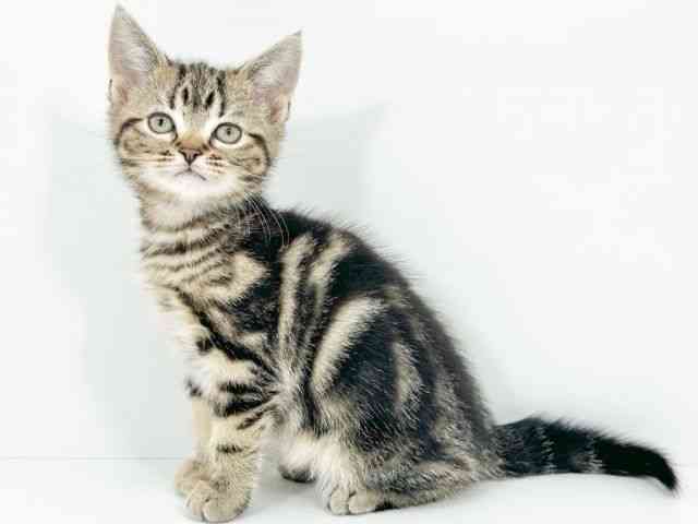 京都府のアメリカンショートヘアー (ひごペットフレンドリーイズミヤショッピングセンター八幡店/2025年10月16日生まれ/女の子/ブラウンクラシックタビー)の子猫の2枚目の画像