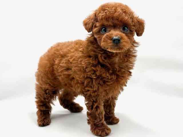 大阪府のトイプードル(トイ) (ひごペットフレンドリー東淀川店/2025年10月18日生まれ/女の子/レッド)の子犬の2枚目の画像