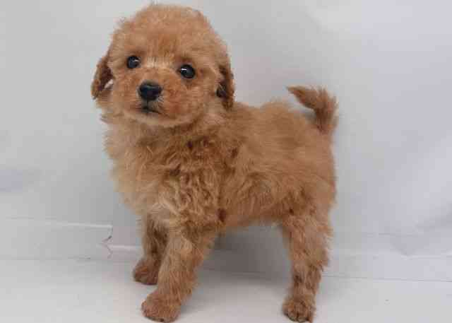 鳥取県のトイプードル(トイ) (ひごペットフレンドリーイオンモール鳥取北店/2025年10月20日生まれ/男の子/オレンジフォーン)の子犬の2枚目の画像
