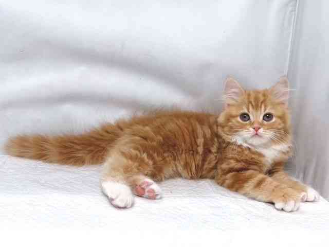 大阪府のスコティッシュフォールド (ひごペットフレンドリー堺プラットプラット店/2025年10月14日生まれ/男の子/レッドタビーホワイト)の子猫の2枚目の画像