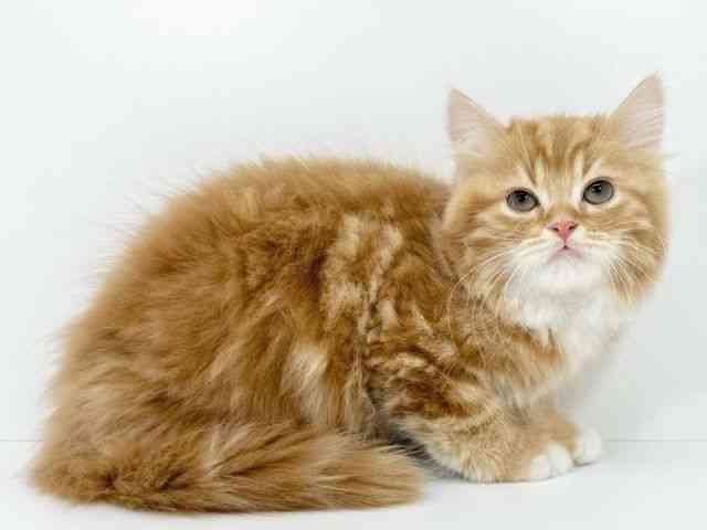 大阪府のスコティッシュフォールド (ひごペットフレンドリー堺プラットプラット店/2025年10月14日生まれ/男の子/レッドタビーホワイト)の子猫の2枚目の画像