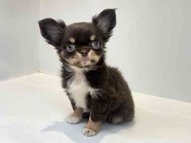 大阪府のチワワ(ロング) (ひごペットフレンドリーセブンパーク天美店/2025年10月18日生まれ/女の子/チョコレートクリーム)の子犬の2枚目の画像