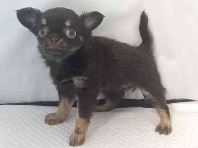 大阪府のチワワ(ロング) (ひごペットフレンドリー堺プラットプラット店/2025年10月18日生まれ/女の子/チョコレートクリーム)の子犬の2枚目の画像