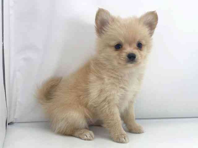 兵庫県のポメチワ/チワポメ/ポメチー(ポメラニアン×チワワ) (ひごペットフレンドリーイオンタウン加古川店/2025年10月21日生まれ/女の子/クリーム)の子犬の2枚目の画像