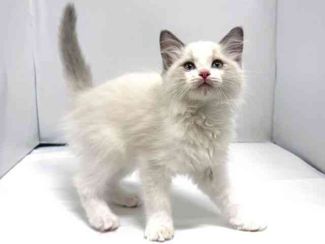 奈良県のラグドール (ひごペットフレンドリー奈良パワーシティ店/2025年10月19日生まれ/男の子/ブルーポイントバイカラー)の子猫の2枚目の画像