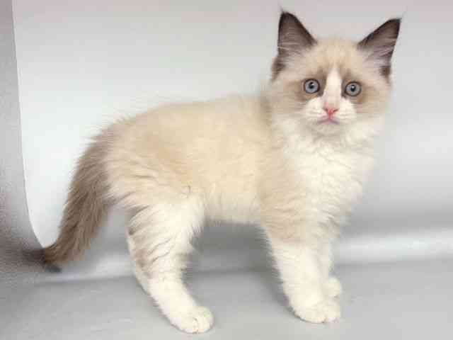 大阪府のラグドール (ひごペットフレンドリー岸和田店/2025年10月19日生まれ/男の子/シールポイントバイカラー)の子猫の2枚目の画像