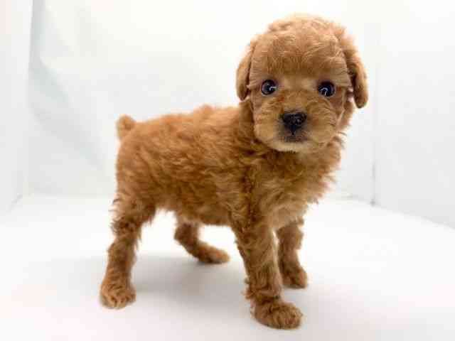 京都府のトイプードル(トイ) (ひごペットフレンドリー洛北阪急スクエア店/2025年10月19日生まれ/男の子/レッド)の子犬の2枚目の画像