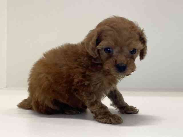 兵庫県のトイプードル(トイ) (ひごペットフレンドリーイトーヨーカドー明石店/2025年10月19日生まれ/男の子/レッド)の子犬の2枚目の画像