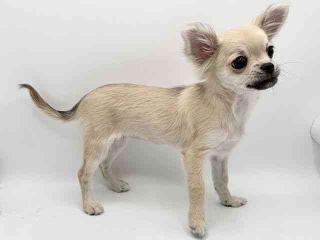 大阪府のチワワ(ロング) (ひごペットフレンドリーみのおキューズモール店/2025年10月19日生まれ/女の子/フォーン)の子犬の2枚目の画像