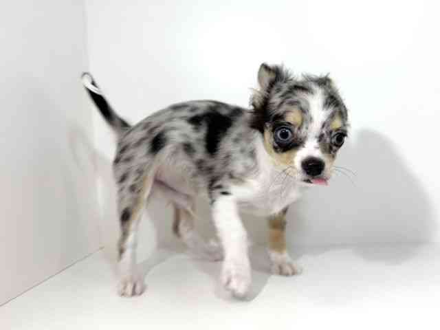 兵庫県のチワワ(ロング) (ひごペットフレンドリーイトーヨーカドー明石店/2025年10月21日生まれ/男の子/ブルーマール)の子犬の2枚目の画像