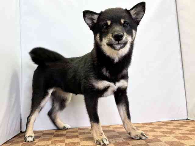 愛媛県の柴犬(標準サイズ) (ひごペットフレンドリーエミフルMASAKI店/2025年10月17日生まれ/女の子/黒)の子犬の2枚目の画像