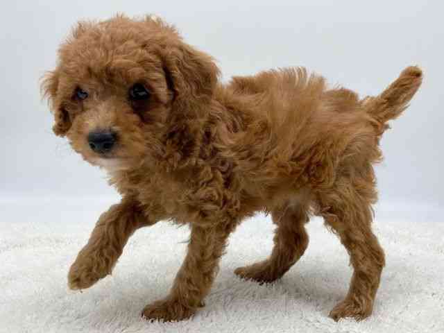 島根県のトイプードル(トイ) (ひごペットフレンドリーイオンモール出雲店/2025年10月19日生まれ/男の子/レッド)の子犬の2枚目の画像