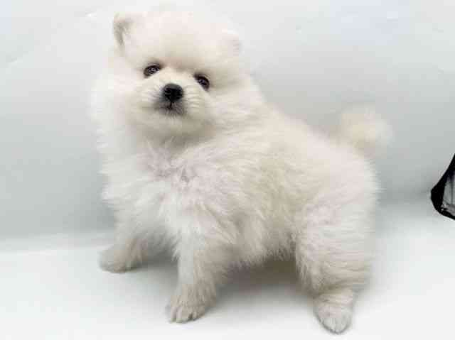 奈良県のポメラニアン (ひごペットフレンドリートナリエ大和高田店/2025年10月19日生まれ/女の子/クリーム)の子犬の2枚目の画像