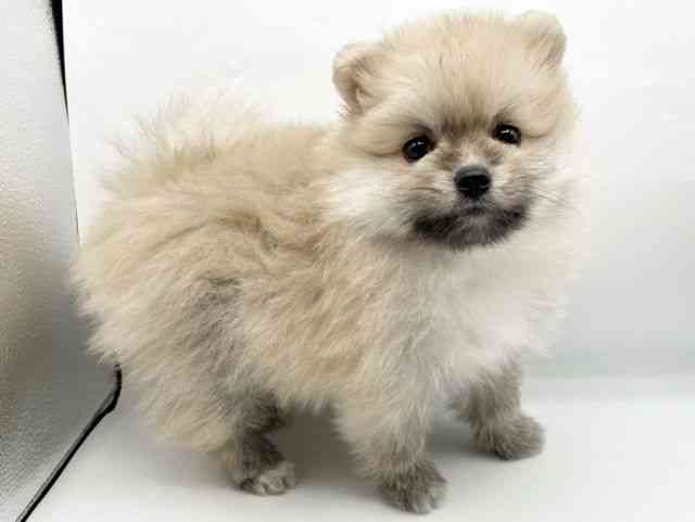 和歌山県のポメラニアン (ひごペットフレンドリーパームシティ和歌山店/2025年10月19日生まれ/男の子/オレンジセーブル)の子犬の2枚目の画像