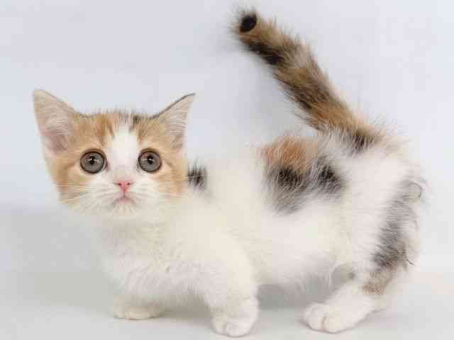 大阪府のマンチカン (ひごペットフレンドリー瓜破店/2025年10月1日生まれ/女の子/ブラウンパッチドタビーホワイト)の子猫の2枚目の画像