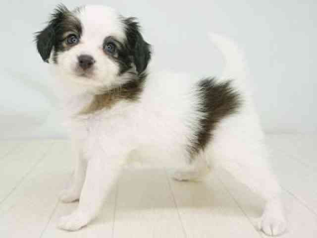 福岡県のパピヨン (ひごペットフレンドリーゆめタウン筑紫野店/2025年10月21日生まれ/女の子/ホワイトレッド)の子犬の2枚目の画像