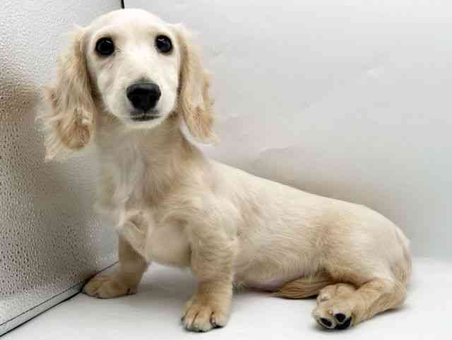 奈良県のミニチュアダックスフンド(ロング) (ひごペットフレンドリートナリエ大和高田店/2025年10月18日生まれ/女の子/イエロー)の子犬の2枚目の画像