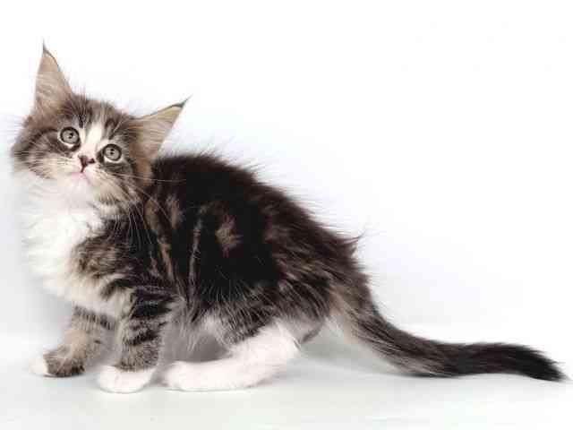 大阪府のメインクーン (ひごペットフレンドリー瓜破店/2025年10月21日生まれ/女の子/ブラウンタビーホワイト)の子猫の2枚目の画像