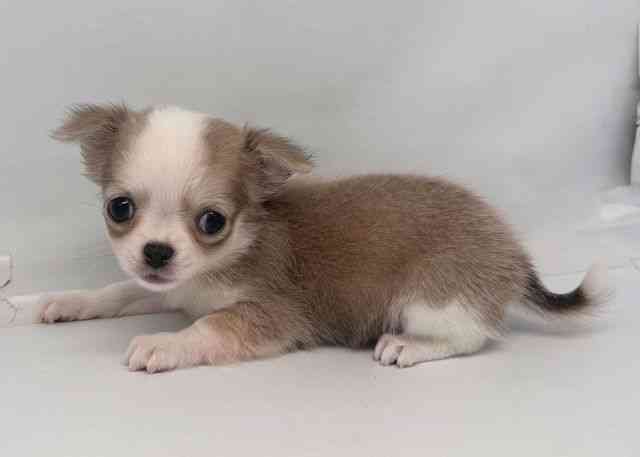 鳥取県のチワワ(ロング) (ひごペットフレンドリーイオンモール鳥取北店/2025年10月20日生まれ/女の子/イザベラホワイト)の子犬の2枚目の画像