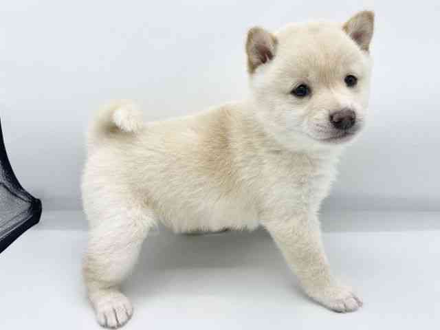 大阪府の柴犬(標準サイズ) (ひごペットフレンドリーららぽーとEXPOCITY店/2025年10月20日生まれ/女の子/白)の子犬の2枚目の画像