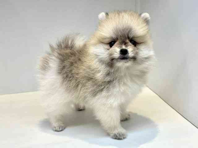 大阪府のポメラニアン (ひごペットフレンドリーセブンパーク天美店/2025年10月19日生まれ/男の子/パーティーカラー)の子犬の2枚目の画像