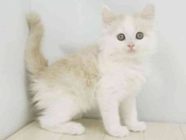 福岡県のスコティッシュフォールド (ひごペットフレンドリーゆめタウン筑紫野店/2025年10月20日生まれ/男の子/クリームホワイト)の子猫の2枚目の画像