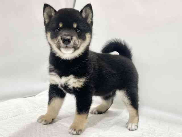 高知県の柴犬(標準サイズ) (ひごペットフレンドリーイオンモール高知店/2025年10月20日生まれ/女の子/黒)の子犬の2枚目の画像