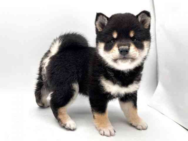 奈良県の柴犬(標準サイズ) (ひごペットフレンドリー田原本店/2025年10月20日生まれ/女の子/黒)の子犬の2枚目の画像