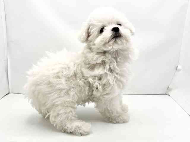 兵庫県のビションフリーゼ (ひごペットフレンドリークラウンパーク伊丹店/2025年10月15日生まれ/女の子/ホワイト)の子犬の2枚目の画像