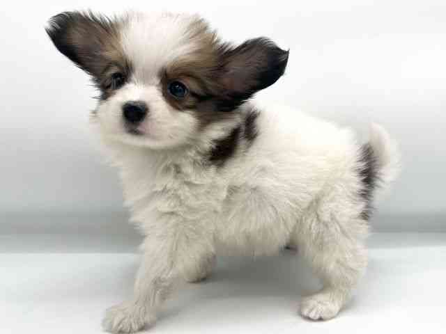 大阪府のパピヨン (ひごペットフレンドリーららぽーとEXPOCITY店/2025年10月14日生まれ/女の子/ホワイトブラウン)の子犬の2枚目の画像