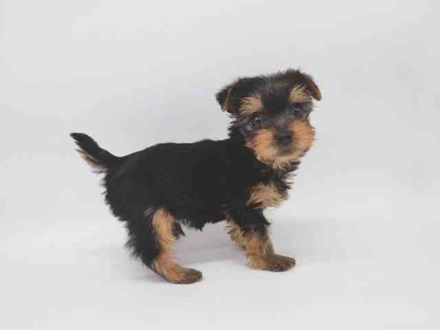 大阪府のヨークシャーテリア (ひごペットフレンドリー泉ヶ丘店/2025年10月18日生まれ/男の子/スチールブルータン)の子犬の2枚目の画像