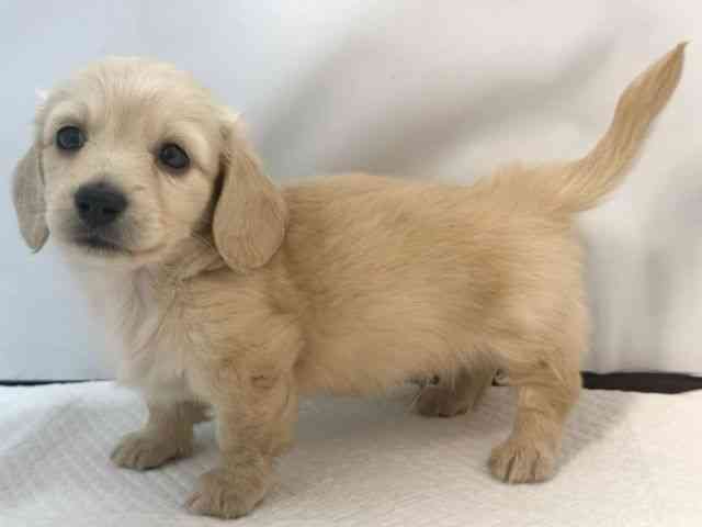 大阪府のミニチュアダックスフンド(ロング) (ひごペットフレンドリー堺プラットプラット店/2025年10月20日生まれ/男の子/イエロー)の子犬の2枚目の画像