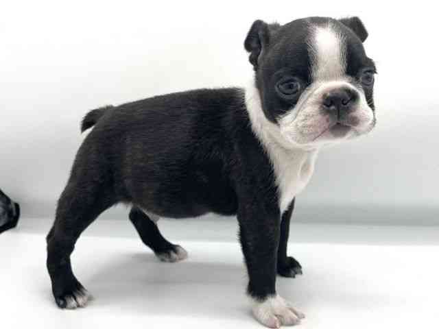 大阪府のボストンテリア (ひごペットフレンドリーららぽーとEXPOCITY店/2025年10月21日生まれ/男の子/ボストンカラー)の子犬の2枚目の画像